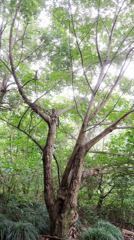 无人,竖图,室外,白天,仰视,旅游,度假,美景,树林,植物,中国,亚洲,阴影,光线,影子,景观,枝条,娱乐,浙江,树,树木,树枝,浙江省,绿色,天空,阳光,自然,天,享受,休闲,五泄,小雁荡,诸暨市,景色,放松,生长,成长,自然风光,东亚,绍兴,中华人民共和国,华东地区,浙,绍兴市,虬枝,枝杈,彩图,低角度拍摄,五泄风景区,shslj1