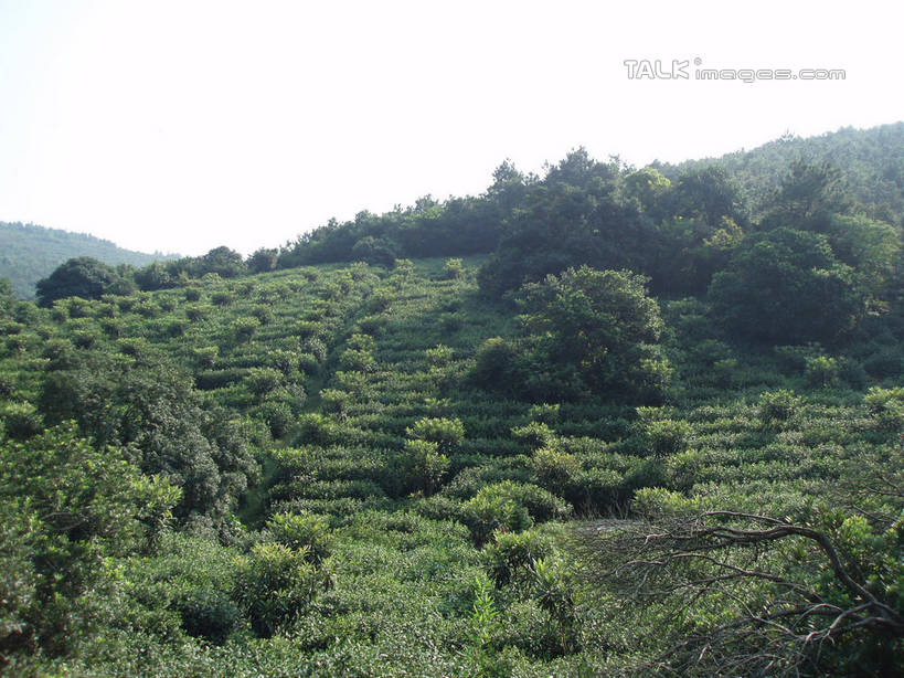 无人,横图,室外,白天,正面,旅游,度假,美景,森林,山,山脉,树林,植物,太湖,中国,亚洲,阴影,光线,影子,景观,山峰,山峦,娱乐,江苏,苏州,树,树木,蓝色,绿色,蓝天,天空,阳光,自然,群山,天,享受,休闲,景色,放松,缥缈峰,西山,生长,晴朗,成长,自然风光,东亚,江苏省,苏州市,万里无云,中华人民共和国,华东地区,苏,吴中区,晴空,晴空万里,彩图,洞庭西山,包山,shslj1