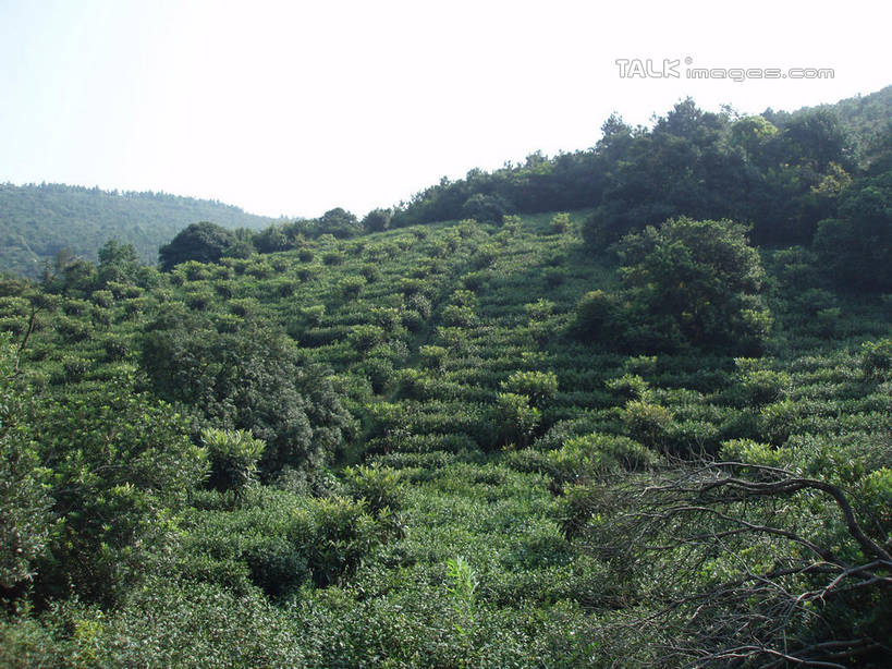 无人,横图,室外,白天,正面,旅游,度假,美景,森林,山,山脉,树林,植物,太湖,中国,亚洲,阴影,光线,影子,景观,山峰,山峦,娱乐,江苏,苏州,树,树木,蓝色,绿色,蓝天,天空,阳光,自然,群山,天,享受,休闲,景色,放松,缥缈峰,西山,生长,晴朗,成长,自然风光,东亚,江苏省,苏州市,万里无云,中华人民共和国,华东地区,苏,吴中区,晴空,晴空万里,彩图,洞庭西山,包山,shslj1