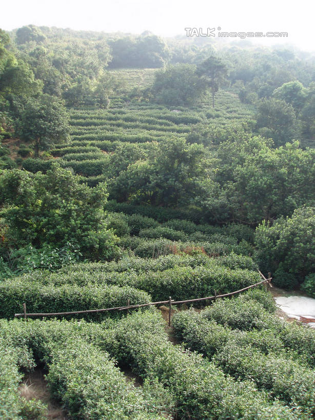 无人,竖图,室外,白天,正面,旅游,度假,幸福,草地,草坪,美景,山,山脉,树林,植物,茶,太湖,中国,亚洲,阴影,光线,影子,景观,山峰,茶叶,山峦,娱乐,茶园,江苏,苏州,草,树,树木,蓝色,绿色,蓝天,天空,阳光,自然,群山,天,享受,休闲,温馨,景色,放松,乐趣,缥缈峰,西山,生长,晴朗,成长,提神,舒适,自然风光,醒脑,茶场,东亚,江苏省,苏州市,万里无云,中华人民共和国,华东地区,苏,吴中区,晴空,晴空万里,彩图,洞庭西山,包山,shslj1