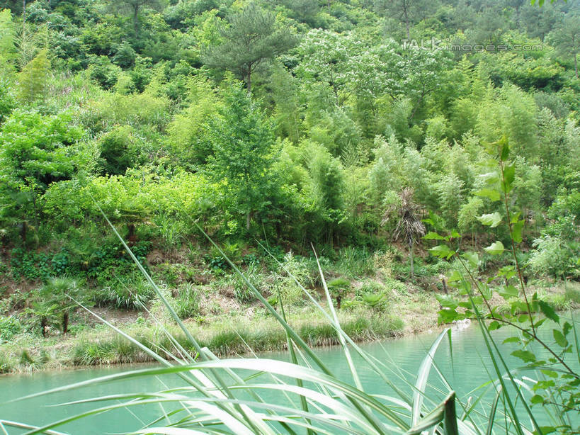 无人,横图,室外,白天,正面,旅游,度假,湖,湖泊,美景,森林,山,山脉,树林,水,植物,中国,亚洲,阴影,光线,影子,湖面,景观,山峰,水流,水面,山峦,娱乐,浙江,树,树木,浙江省,绿色,阳光,自然,湖水,群山,享受,休闲,景色,放松,千岛湖,生长,成长,自然风光,东亚,中华人民共和国,华东地区,浙,彩图,淳安,淳安县,新安江水库,shslj1