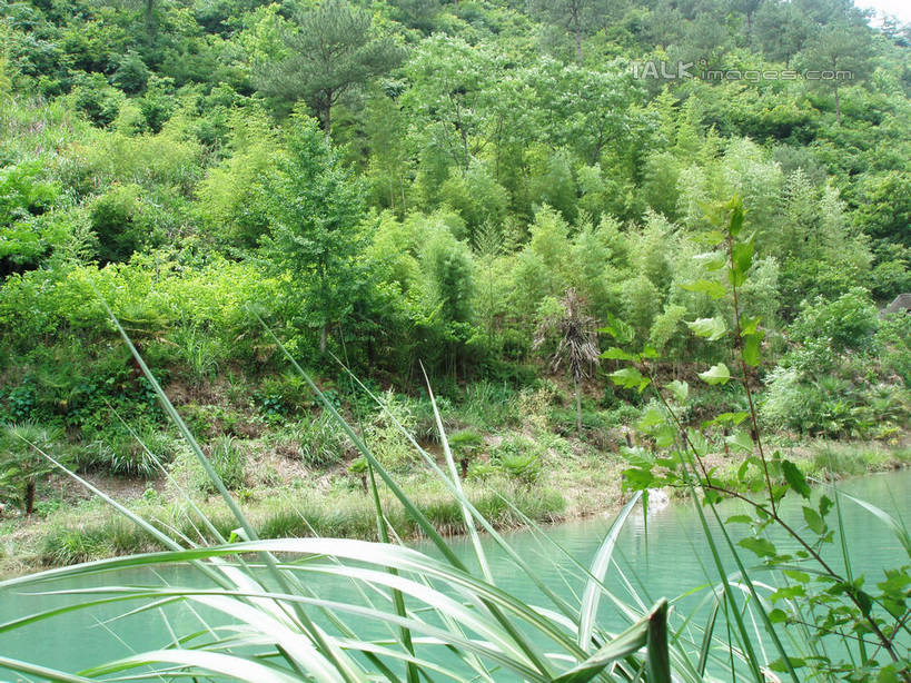 无人,横图,室外,白天,正面,旅游,度假,湖,湖泊,美景,森林,山,山脉,树林,水,植物,中国,亚洲,阴影,光线,影子,湖面,景观,山峰,水流,水面,山峦,娱乐,浙江,树,树木,浙江省,绿色,阳光,自然,湖水,群山,享受,休闲,景色,放松,千岛湖,生长,成长,自然风光,东亚,中华人民共和国,华东地区,浙,彩图,淳安,淳安县,新安江水库,shslj1