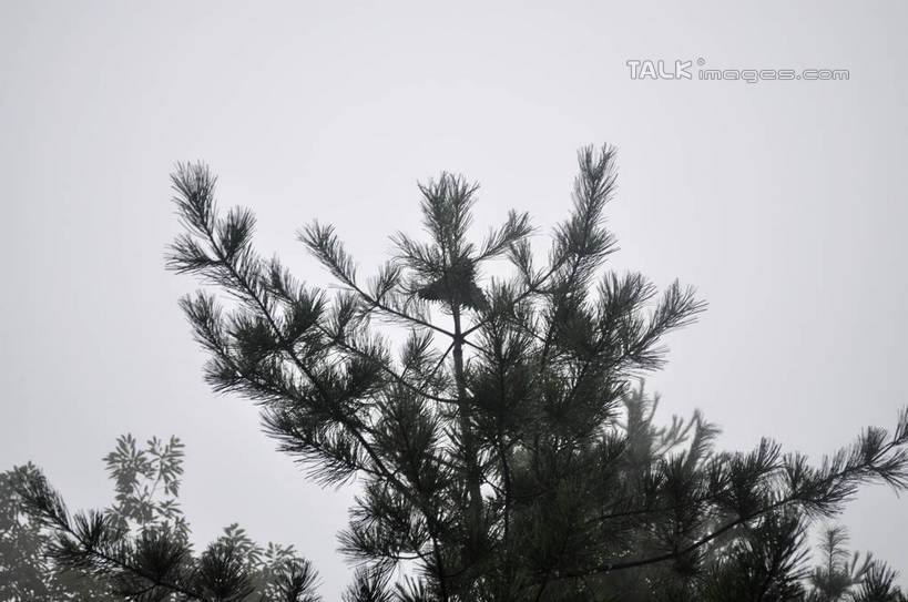 无人,横图,室外,特写,白天,仰视,美景,树林,植物,韩国,亚洲,景观,树,树木,绿色,天空,自然,天,景色,生长,成长,自然风光,东亚,大韩民国,忠清北道,彩图,低角度拍摄,道,shslj1,南朝鲜,南韩