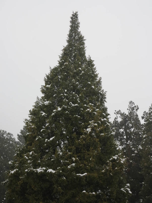 无人,天坛,竖图,室外,白天,仰视,旅游,度假,美景,树林,雪,植物,雾,大雪,北京,中国,亚洲,节日,朦胧,模糊,积雪,景观,乌云,雪景,云,阴天,云朵,冬季,冬天,首都,云彩,文化,娱乐,树,树木,绿色,天空,自然,天,祈祷,祈福,享受,休闲,健康,景色,放松,寒冷,许愿,宗教,信仰,生长,成长,纪念,祈求,迷雾,昏暗,阴沉,自然风光,祭天,东亚,中华人民共和国,东城区,北京市,京,北平,华北地区,天坛公园,严寒,北京天坛,平安,大雾,彩图,低角度拍摄,永定门内大街,东城,shslj1