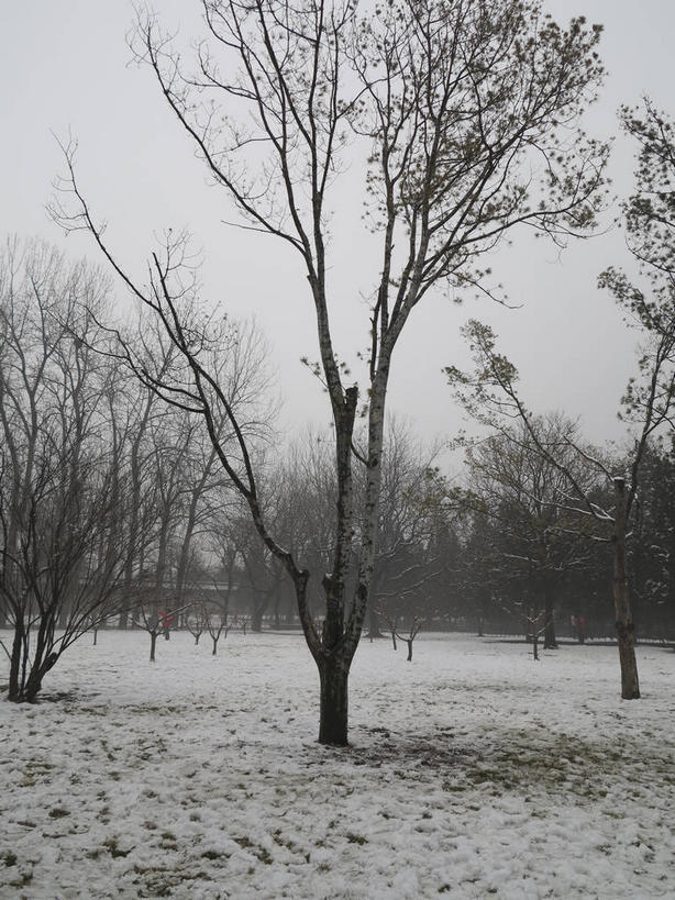 无人,天坛,竖图,室外,白天,正面,旅游,度假,美景,树林,雪,植物,雾,大雪,北京,中国,亚洲,节日,朦胧,模糊,积雪,景观,乌云,雪景,云,阴天,云朵,冬季,冬天,首都,云彩,文化,娱乐,树,树木,绿色,天空,自然,天,祈祷,祈福,享受,休闲,健康,景色,放松,寒冷,许愿,宗教,信仰,生长,成长,纪念,祈求,迷雾,昏暗,阴沉,自然风光,祭天,东亚,中华人民共和国,东城区,北京市,京,北平,华北地区,天坛公园,严寒,北京天坛,平安,大雾,彩图,永定门内大街,东城,shslj1