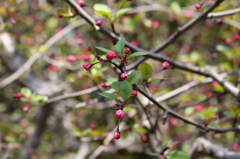 无人,横图,室外,特写,白天,正面,美景,植物,海棠花,叶子,许多,朦胧,模糊,景观,海棠,绿叶,枝条,很多,花蕾,花,花瓣,花朵,鲜花,树,树木,树枝,粉色,绿色,自然,花苞,花蕊,嫩叶,景色,生长,成长,呵护,自然风光,解语花,虬枝,枝杈,叶,叶片,彩图,垂丝海棠,shslj1