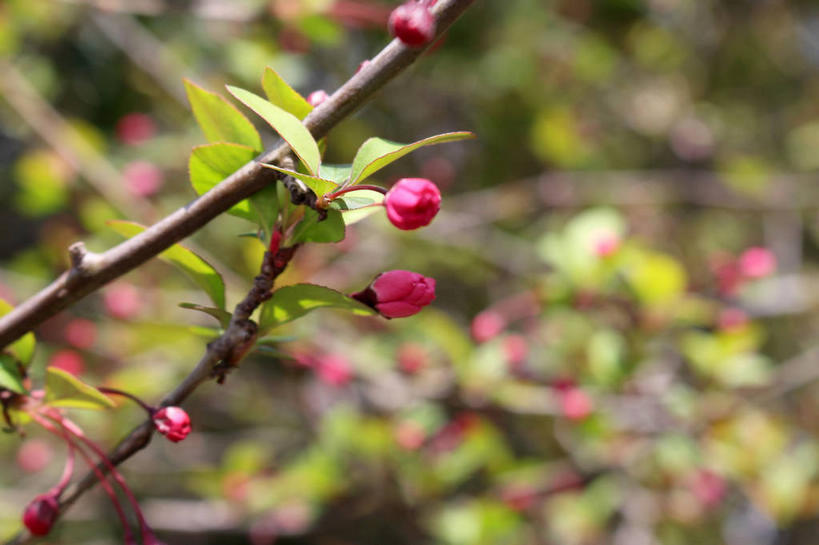 无人,横图,室外,特写,白天,正面,美景,植物,海棠花,叶子,许多,朦胧,模糊,景观,海棠,绿叶,枝条,很多,花蕾,花,花瓣,花朵,鲜花,树,树木,树枝,粉色,绿色,自然,花苞,花蕊,嫩叶,景色,生长,成长,呵护,自然风光,解语花,虬枝,枝杈,叶,叶片,彩图,垂丝海棠,shslj1