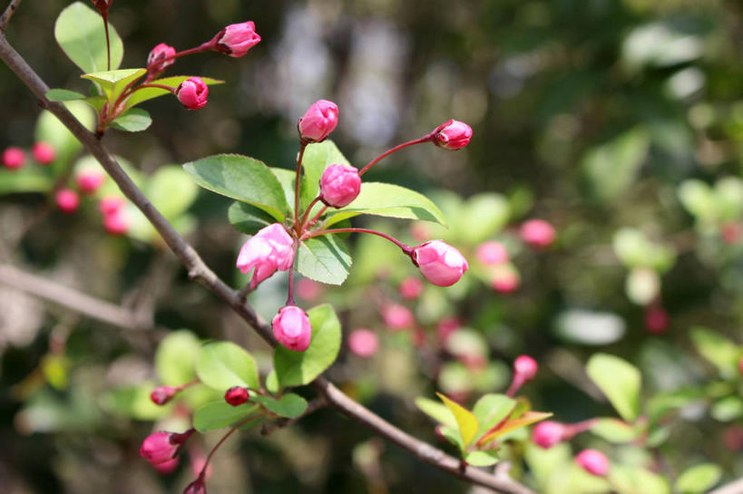无人,横图,室外,特写,白天,正面,美景,植物,海棠花,叶子,许多,朦胧,模糊,景观,海棠,绿叶,枝条,很多,花蕾,花,花瓣,花朵,鲜花,树,树木,树枝,粉色,绿色,自然,花苞,花蕊,嫩叶,景色,生长,成长,呵护,自然风光,解语花,虬枝,枝杈,叶,叶片,彩图,垂丝海棠,shslj1
