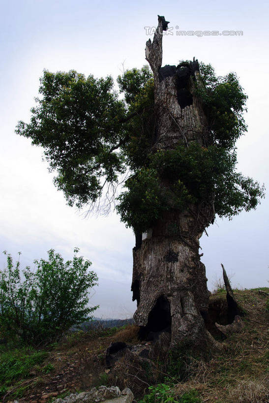 无人,竖图,室外,白天,正面,旅游,度假,草地,草坪,美景,植物,樟树,中国,亚洲,景观,云,云朵,云彩,娱乐,江西,婺源,草,树,树木,蓝色,绿色,白云,蓝天,天空,自然,天,享受,休闲,景色,放松,生长,晴朗,成长,自然风光,东亚,江西省,中华人民共和国,华东地区,赣,婺源县,上饶,上饶市,番樟,芳樟树,晴空,香樟,木樟,彩图,shwf1