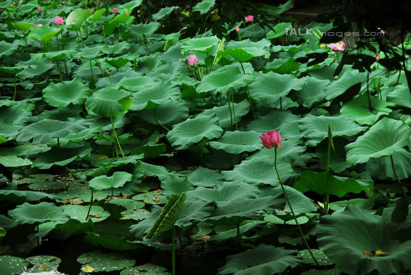 无人,横图,俯视,室外,白天,旅游,度假,纯洁,美景,莲花,叶子,南京,中国,亚洲,盛开,池塘,景观,水池,荷叶,花蕾,娱乐,江苏,花,花瓣,花朵,鲜花,自然,花苞,花蕊,享受,休闲,景色,放松,莫愁湖,富贵,神圣,自然风光,东亚,纯净,江苏省,南京市,中华人民共和国,华东地区,苏,省会,莲叶,六月花神,正直,鞭蕖,鞭蓉,芙蕖,菡萏,荷花,六月春,藕花,水旦,水芙蓉,水华,水芸,溪客,石头城,叶,叶片,彩图,高角度拍摄,建邺,建邺区,shwf1