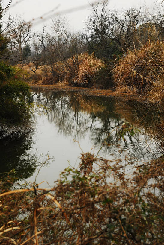 无人,公园,竖图,室外,白天,正面,旅游,度假,湖,湖泊,美景,水,植物,中国,亚洲,湖面,景观,水流,水面,乌云,云,阴天,云朵,枝条,云彩,娱乐,浙江,树,树木,树枝,浙江省,绿色,天空,自然,湖水,天,享受,休闲,景色,放松,生长,成长,杭州,西溪,昏暗,阴沉,自然风光,东亚,杭州市,中华人民共和国,华东地区,省会,浙,虬枝,枝杈,西湖区,彩图,西溪国家湿地公园,杭州之肺,杭州西溪国家湿地公园,shwf1