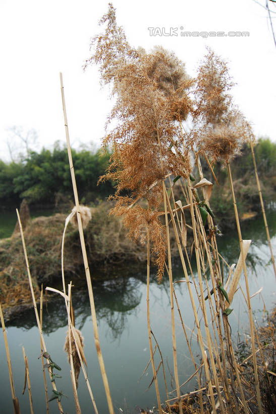 无人,公园,竖图,室外,白天,正面,旅游,度假,河流,美景,树林,水,植物,芦苇,叶子,中国,亚洲,阴影,光线,影子,河水,景观,水流,粽叶,绿叶,娱乐,浙江,树,树木,浙江省,蓝色,绿色,蓝天,天空,阳光,自然,天,享受,休闲,嫩叶,景色,放松,生长,晴朗,成长,杭州,西溪,自然风光,东亚,杭州市,万里无云,中华人民共和国,华东地区,省会,浙,箬叶,芦苇叶,西湖区,叶,叶片,晴空,晴空万里,彩图,西溪国家湿地公园,杭州之肺,杭州西溪国家湿地公园,shwf1