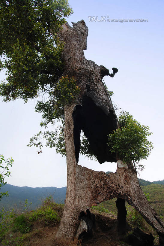 无人,竖图,室外,白天,仰视,旅游,度假,美景,山,山脉,植物,叶子,中国,亚洲,阴影,光线,影子,景观,山峰,绿叶,枝条,山峦,娱乐,江西,婺源,树,树木,树枝,蓝色,绿色,蓝天,天空,阳光,自然,群山,天,享受,休闲,嫩叶,景色,放松,生长,晴朗,成长,自然风光,东亚,江西省,万里无云,中华人民共和国,华东地区,赣,婺源县,上饶,上饶市,虬枝,枝杈,叶,叶片,晴空,晴空万里,彩图,低角度拍摄,shwf1