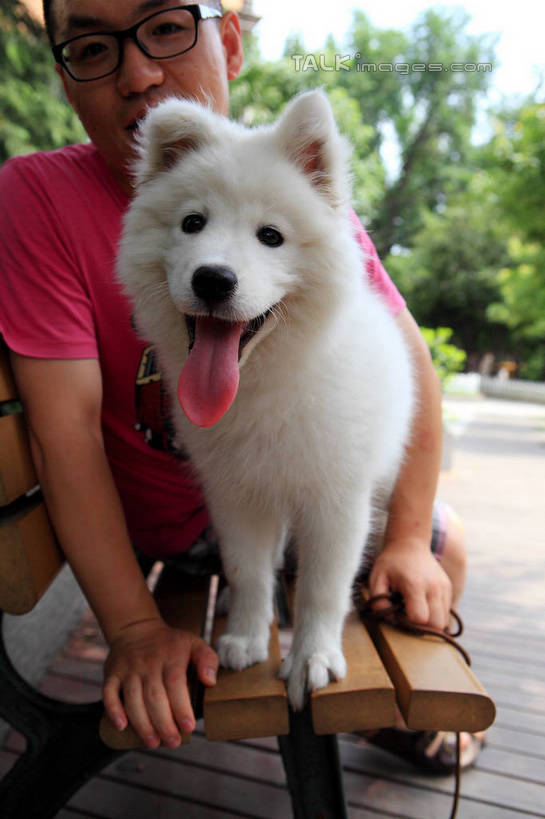 东方人,一个人,坐,竖图,室外,白天,正面,植物,宠物,狗,椅子,亚洲,仅一个男性,仅一个人,一副,服装,眼镜,木椅,注视,休闲装,黄种人,吐舌头,树,树木,仅一个年轻男性,一只,衣服,粉色,绿色,白色,天空,自然,动物,天,观察,看,休闲,休闲服,可爱,搭,服饰,生长,成长,观看,察看,搭着,关注,近视眼镜,萨摩耶,忠诚,萨摩,萨摩耶德犬,萨摩耶犬,男人,男性,年轻男性,亚洲人,舌头,犬,坐着,半身,彩图,shwf1