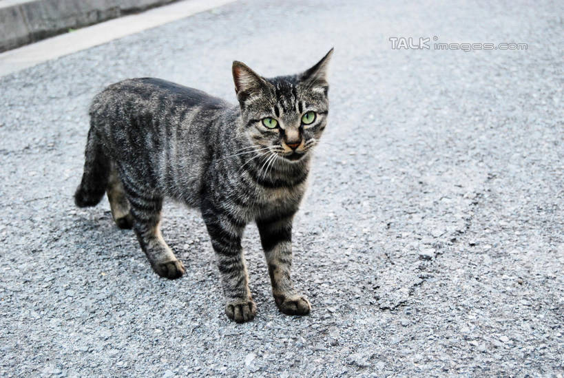 无人,站,横图,室外,白天,正面,道路,路,宠物,猫,花纹,小路,交通,注视,一只,动物,观察,看,站着,可爱,观看,察看,关注,猫咪,站立,彩图,全身,shxw1