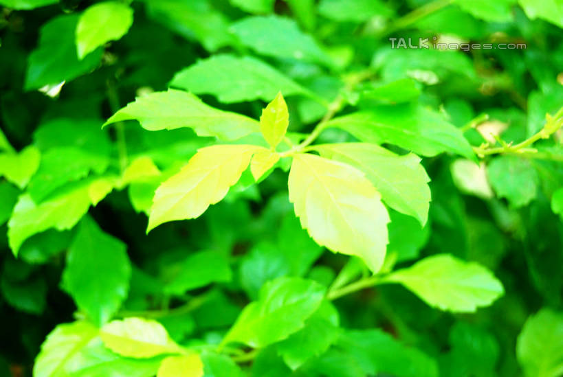 无人,横图,室外,特写,白天,正面,美景,叶子,阴影,朦胧,模糊,光线,影子,景观,绿叶,阳光,自然,嫩叶,景色,自然风光,叶,叶片,彩图,shxw1