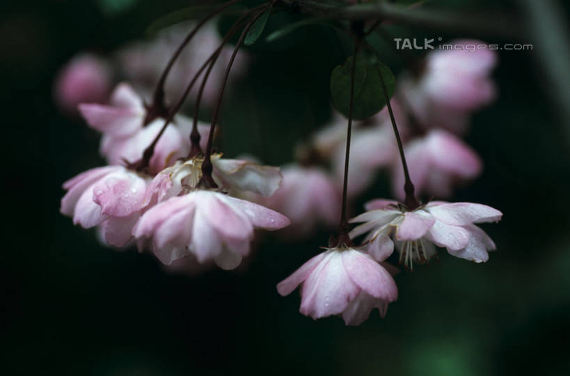 无人,横图,室外,特写,白天,正面,花海,花圃,美景,植物,叶子,阴影,朦胧,模糊,盛开,光线,影子,景观,花蕾,花,花瓣,花朵,花卉,鲜花,粉色,绿色,阳光,自然,花丛,花束,花田,花苞,花蕊,景色,自然风光,彩图,shylt1