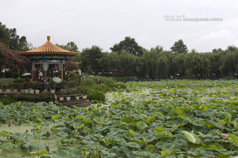 无人,横图,室外,白天,正面,旅游,度假,草地,草坪,美景,树林,植物,叶子,昆明,中国,亚洲,阴影,光线,影子,亭子,池塘,景观,水池,荷叶,娱乐,云南,草,树,树木,蓝色,绿色,蓝天,天空,阳光,自然,凉亭,天,享受,休闲,景色,放松,生长,晴朗,成长,自然风光,昆明市,东亚,云南省,万里无云,中华人民共和国,省会,西南地区,莲叶,滇,叶,叶片,晴空,晴空万里,彩图,大观楼,近华浦,昆明大观楼,shylt1