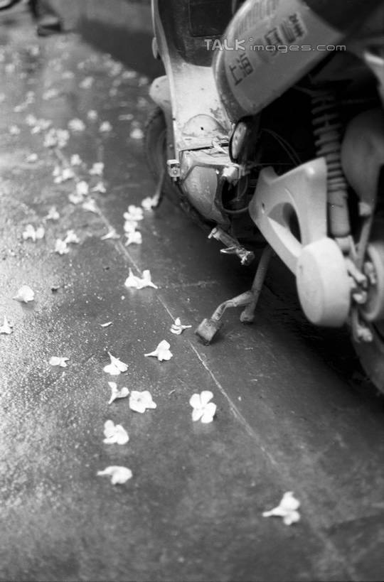 无人,竖图,俯视,黑白,室外,特写,白天,摩托车,一辆,停靠,阴影,盛开,光线,影子,花蕾,车,花,花瓣,花朵,鲜花,阳光,交通工具,花苞,花蕊,停泊,载具,高角度拍摄,shylt1