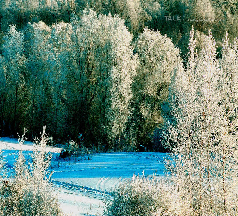 无人,横图,室外,白天,正面,旅游,度假,美景,森林,树林,雪,植物,大雪,中国,亚洲,阴影,光线,影子,积雪,景观,雪景,冬季,冬天,娱乐,树,树木,绿色,阳光,自然,享受,休闲,景色,放松,寒冷,生长,成长,黑,自然风光,东亚,北大荒,黑龙江,黑龙江省,三江平原,中华人民共和国,严寒,东北地区,彩图,北大仓,shzwj1