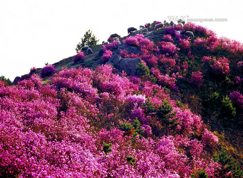 无人,横图,室外,白天,正面,旅游,度假,花海,花圃,石头,美景,山,山脉,植物,杜鹃花,叶子,中国,亚洲,阴影,盛开,光线,石子,影子,景观,山顶,山峰,杜鹃,山峦,花蕾,娱乐,花,花瓣,花朵,花卉,鲜花,树,树木,粉色,绿色,阳光,自然,花丛,花束,花田,群山,花苞,花蕊,享受,休闲,景色,放松,生长,成长,喜悦,黑,克制,自然风光,东亚,北大荒,黑龙江,黑龙江省,三江平原,中华人民共和国,红杜鹃,满山红,清明花,清时,山踯躅,红踯躅,节制,东北地区,欣喜,颠峰,极峰,山石榴,映山红,石块,彩图,北大仓,shzwj1