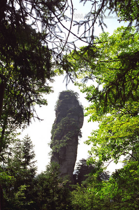 无人,公园,竖图,室外,白天,仰视,旅游,度假,石头,美景,森林,山,山脉,树林,植物,张家界,中国,亚洲,阴影,光线,石子,影子,景观,山顶,山峰,山峦,娱乐,树,树木,绿色,阳光,自然,群山,享受,休闲,景色,放松,生长,成长,自然风光,东亚,湖南,湖南省,森林公园,张家界国家森林公园,中华人民共和国,华中地区,湘,张家界市,颠峰,极峰,石块,彩图,低角度拍摄,shzwj1