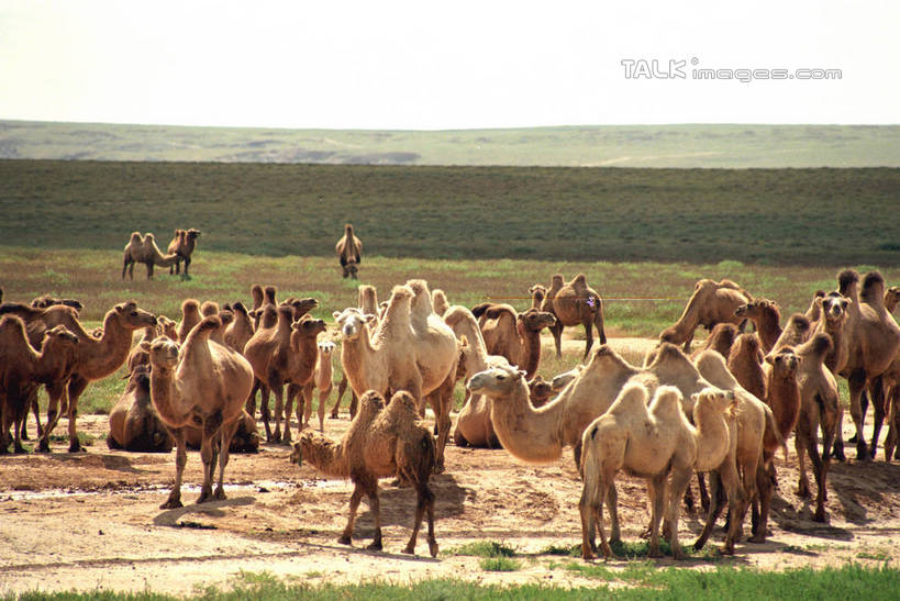 无人,站,横图,室外,白天,正面,旅游,度假,草地,草原,美景,植物,野生动物,中国,亚洲,许多,阴影,光线,影子,地平线,景观,旷野,辽阔,地面,很多,注视,娱乐,骆驼,草,绿色,阳光,自然,动物,观察,看,站着,享受,休闲,广阔,景色,放松,蒙,运输,观看,一望无际,察看,关注,自然风光,原野,延伸,东亚,内蒙古,锡林郭勒草原,沙漠之舟,中华人民共和国,天地相交,华北地区,锡盟,锡林郭勒盟,内蒙古自治区,双峰骆驼,无边无际,一马平川,站立,半身,彩图,shzwj1