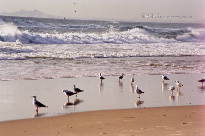 无人,站,横图,俯视,室外,白天,旅游,度假,海浪,海洋,美景,沙滩,海鸟,海鸥,鸟,澳大利亚,许多,阴影,反射,光线,鸟类,沙子,影子,海岸,景观,浪花,水平线,辽阔,海平线,沙地,很多,注视,娱乐,倒影,阳光,自然,海水,观察,看,站着,享受,休闲,广阔,景色,放松,观看,一望无际,察看,倒映,关注,自然风光,大洋洲,澳洲,海景,黄金海岸,昆士兰州,南方大陆,澳大利亚联邦,昆士兰,无边无际,一马平川,反照,澳大利亚黄金海岸,大海,风浪,海,海水的波动,海滩,近岸浪,涌浪,站立,彩图,高角度拍摄,全身,水天相接,水天一线,shzwj1
