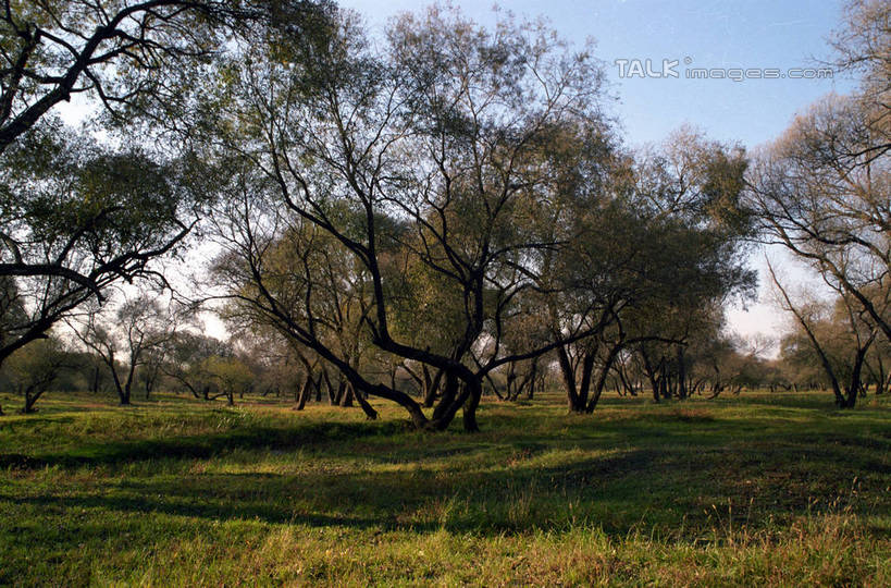 无人,横图,室外,白天,仰视,旅游,度假,草地,草坪,美景,树林,植物,中国,亚洲,阴影,光线,影子,景观,娱乐,草,树,树木,蓝色,绿色,蓝天,天空,阳光,自然,天,享受,休闲,景色,放松,生长,晴朗,成长,黑,自然风光,东亚,黑龙江,黑龙江省,万里无云,中华人民共和国,东北地区,晴空,晴空万里,彩图,低角度拍摄,shzwj1