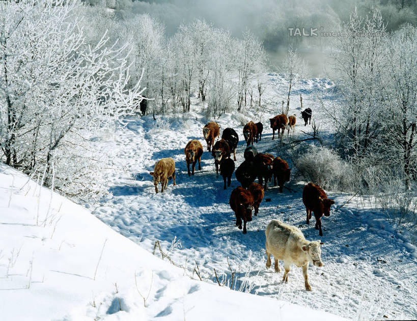 无人,走,横图,室外,白天,正面,旅游,度假,美景,森林,树林,雪,植物,大雪,道路,路,马,野生动物,中国,亚洲,许多,阴影,光线,影子,积雪,景观,雪景,冬季,冬天,小路,交通,很多,注视,娱乐,树,树木,绿色,阳光,自然,动物,观察,看,享受,休闲,景色,放松,寒冷,运输,牲畜,乡间小路,生长,成长,观看,黑,察看,关注,自然风光,东亚,北大荒,黑龙江,黑龙江省,三江平原,中华人民共和国,严寒,东北地区,步行,散步,走路,彩图,全身,北大仓,shzwj1