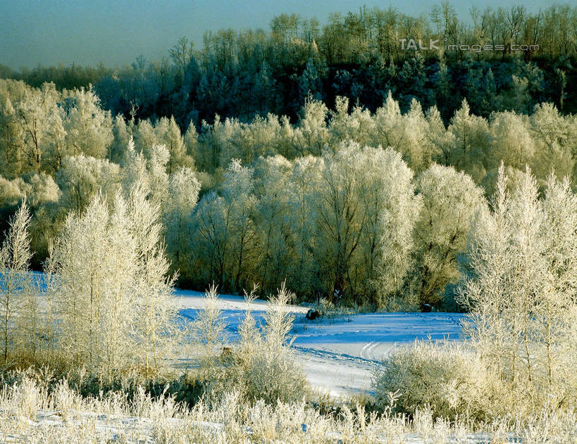 无人,横图,室外,白天,正面,旅游,度假,美景,森林,树林,雪,植物,大雪,中国,亚洲,阴影,光线,影子,积雪,景观,雪景,冬季,冬天,娱乐,树,树木,蓝色,绿色,蓝天,天空,阳光,自然,天,享受,休闲,景色,放松,寒冷,生长,晴朗,成长,黑,自然风光,东亚,北大荒,黑龙江,黑龙江省,三江平原,万里无云,中华人民共和国,严寒,东北地区,晴空,晴空万里,彩图,北大仓,shzwj1