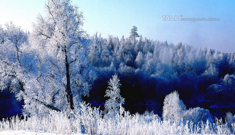 无人,横图,室外,白天,正面,旅游,度假,美景,森林,树林,雪,植物,大雪,中国,亚洲,阴影,光线,影子,积雪,景观,雪景,冬季,冬天,娱乐,树,树木,蓝色,绿色,蓝天,天空,阳光,自然,天,享受,休闲,景色,放松,寒冷,生长,晴朗,成长,黑,自然风光,东亚,北大荒,黑龙江,黑龙江省,三江平原,万里无云,中华人民共和国,严寒,东北地区,晴空,晴空万里,彩图,北大仓,shzwj1