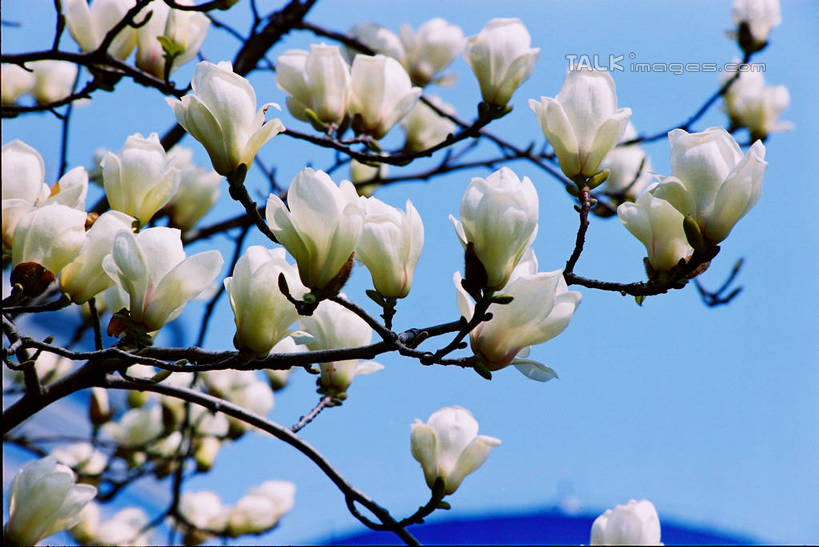 无人,横图,室外,白天,仰视,植物,玉兰花,阴影,盛开,光线,影子,枝条,花蕾,花,花瓣,花朵,鲜花,树,树木,树枝,蓝色,绿色,白色,蓝天,天空,阳光,自然,天,花苞,花蕊,生长,晴朗,成长,辛夷,万里无云,木兰花,虬枝,枝杈,晴空,晴空万里,玉兰,应春花,木兰,白玉兰,玉树,彩图,低角度拍摄,望春,玉堂春,shzxz1