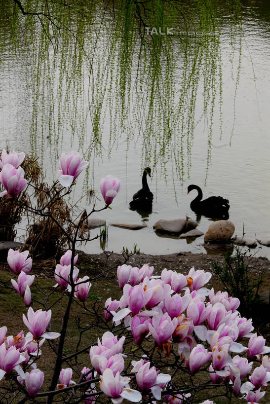 游泳,无人,竖图,俯视,室外,白天,湖,湖泊,美景,水,植物,玉兰花,柳树,鸟,叶子,阴影,盛开,光线,鸟类,鸭,影子,湖面,景观,水流,水面,绿叶,枝条,花蕾,垂柳,家禽,花,花瓣,花朵,鲜花,树,树木,树枝,粉色,绿色,阳光,自然,动物,湖水,花苞,花蕊,两只,嫩叶,景色,牲畜,生长,成长,自然风光,辛夷,木兰花,泅水,倒挂柳,虬枝,枝杈,拍浮,叶,叶片,玉兰,应春花,木兰,白玉兰,玉树,垂枝柳,彩图,高角度拍摄,全身,望春,玉堂春,shzxz1