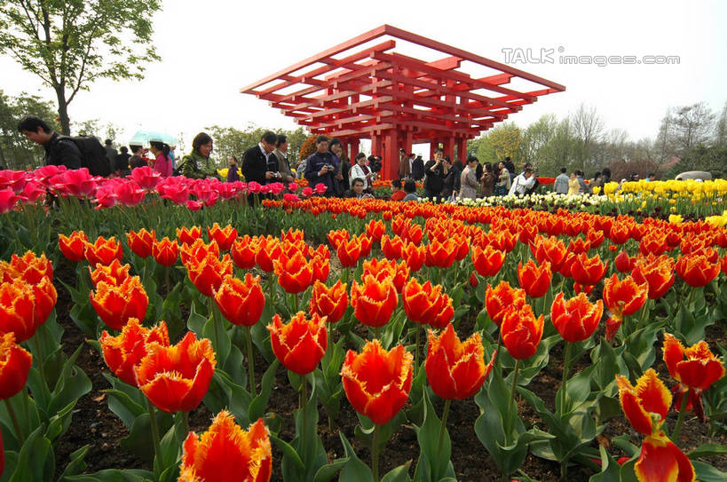 东方人,站,横图,室外,白天,正面,爱情,度假,花海,花圃,美景,植物,城市风光,城市,郁金香,叶子,雕塑,上海,中国,亚洲,行人,游客,游人,服装,艺术,装饰,盛开,雕刻,雕像,景观,绿叶,许多人,祝福,花蕾,休闲装,黄种人,娱乐,路人,旅客,花,花瓣,花朵,花卉,鲜花,树,树木,衣服,黄色,绿色,天空,自然,工艺品,花丛,花束,花田,天,花苞,花蕊,站着,一群人,享受,休闲,休闲服,橙色,上海世博馆,世博馆,中国国家馆,嫩叶,上海世博会,世博,世博会,展示,景色,放松,服饰,生长,成长,纪念,展览,美术,申,表白,主题,荣誉,陈列,中国馆,东亚,世博园,世界博览会,上海市,东方之冠,中华人民共和国,沪,华东地区,永恒,功能,美学,过客,展览会,男人,男性,年轻男性,年轻女性,女人,女性,亚洲人,叶,叶片,郁香,洋荷花,草麝香,站立,彩图,全身,万国博览会,花卉展览,博览会,shzxz1