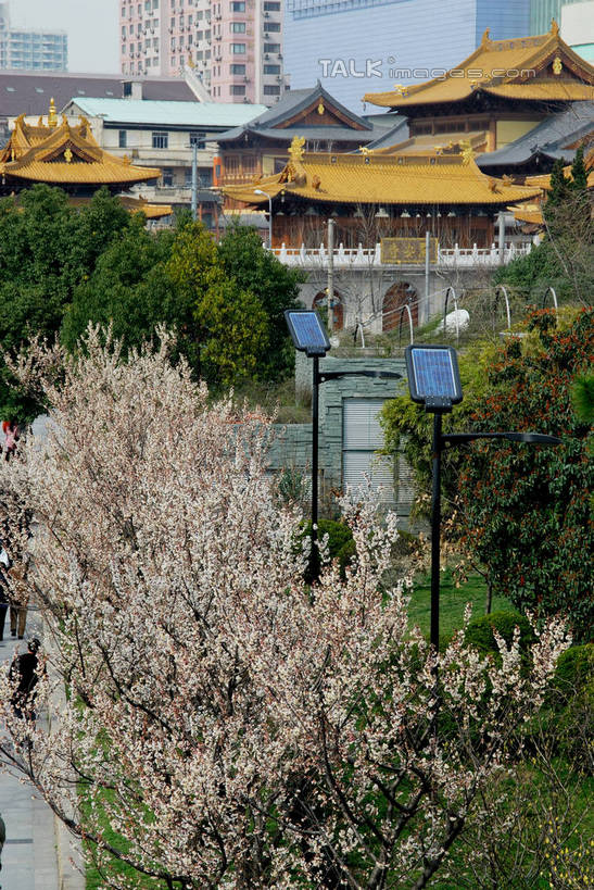 无人,高楼大厦,寺庙,竖图,室外,白天,正面,度假,草地,草坪,美景,植物,城市风光,标志建筑,城市,大厦,地标,建筑,摩天大楼,上海,中国,亚洲,节日,盛开,景观,燃烧,花蕾,文化,娱乐,建设,草,花,花瓣,花朵,鲜花,树,树木,南京西路,绿色,自然,香火,庙宇,花苞,花蕊,祈祷,享受,休闲,健康,景色,放松,许愿,宗教,信仰,生长,成长,纪念,静安寺,祈求,申,东亚,静安区,上海市,中华人民共和国,沪,华东地区,平安,彩图,大楼,高层建筑,高楼,庙,摩天楼,寺,静安古寺,shzxz1