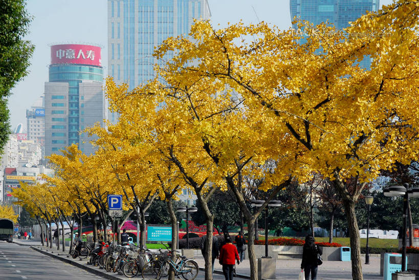 无人,高楼大厦,横图,室外,白天,正面,度假,草地,草坪,美景,植物,城市风光,标志建筑,城市,大厦,道路,地标,建筑,路,摩天大楼,公路,自行车,上海,中国,亚洲,阴影,光线,影子,景观,交通,娱乐,建设,车,脚踏车,草,树,树木,蓝色,绿色,蓝天,天空,阳光,自然,交通工具,人民广场,天,享受,休闲,景色,放松,生长,晴朗,成长,申,载具,黄浦区,东亚,上海市,万里无云,中华人民共和国,沪,华东地区,上海人民广场,晴空,晴空万里,马路,彩图,大楼,高层建筑,高楼,摩天楼,shzxz1