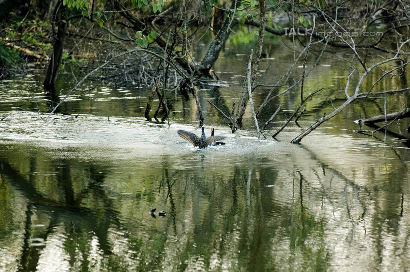无人,横图,室外,白天,正面,旅游,度假,河流,美景,水,植物,鸟,上海,中国,亚洲,伸展,张开,展翅,阴影,波纹,光线,翅膀,鸟类,鸭,影子,河水,景观,水流,涟漪,注视,娱乐,家禽,树,树木,绿色,倒影,水纹,阳光,自然,动物,波浪,观察,看,享受,休闲,景色,放松,牲畜,生长,成长,观看,申,察看,倒映,关注,自然风光,杨浦区,东亚,张开翅膀,上海市,新江湾城,中华人民共和国,沪,华东地区,水晕,反照,展开翅膀,彩图,全身,shzxz1