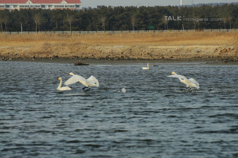 无人,横图,室外,白天,侧面,旅游,度假,湖,湖泊,美景,沙滩,树林,水,植物,鸟,野生动物,天鹅,中国,亚洲,许多,飞翔,伸展,张开,展翅,阴影,飞溅,溅,飞行,光线,翅膀,鸟类,沙子,液体,影子,河岸,河滩,湖面,景观,水滴,水流,水面,沙地,翱翔,娱乐,飞,山东,水珠,树,树木,绿色,阳光,自然,动物,湖水,享受,休闲,景色,放松,可爱,生长,成长,波光粼粼,喷洒,自然风光,东亚,张开翅膀,山东省,威海,中华人民共和国,华东地区,鲁,威海市,展开翅膀,鹄,彩图,全身,荣成,荣成市,shzyn1