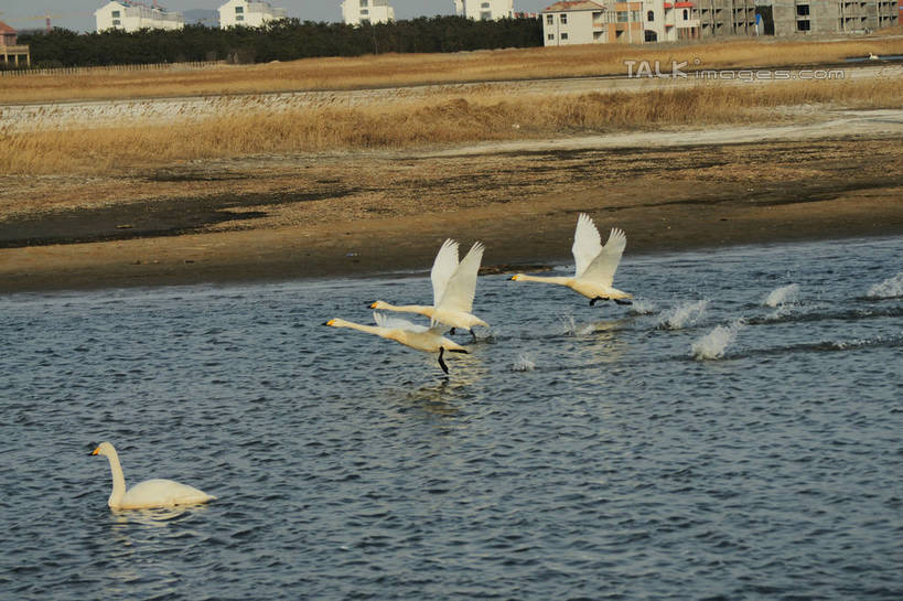 无人,家,横图,俯视,室外,白天,旅游,度假,湖,湖泊,美景,沙滩,树林,水,植物,鸟,野生动物,天鹅,中国,亚洲,四只,飞翔,伸展,张开,展翅,阴影,飞溅,枯萎,溅,飞行,光线,翅膀,鸟类,沙子,液体,影子,房屋,屋子,河岸,河滩,湖面,景观,水滴,水流,水面,乡村,枯草,沙地,翱翔,娱乐,飞,山东,楼房,住宅,水珠,草,树,树木,排列,黄色,蓝色,绿色,倒影,蓝天,天空,阳光,自然,动物,村庄,湖水,天,享受,休闲,景色,放松,可爱,生长,晴朗,成长,村落,游动,波光粼粼,倒映,队列,喷洒,自然风光,东亚,张开翅膀,山东省,威海,万里无云,中华人民共和国,华东地区,鲁,威海市,反照,村子,展开翅膀,晴空,晴空万里,鹄,彩图,高角度拍摄,全身,房子,荣成,荣成市,shzyn1