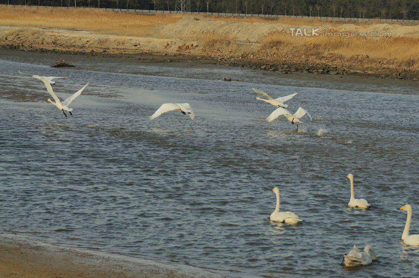 无人,横图,俯视,室外,白天,旅游,度假,湖,湖泊,美景,沙滩,树林,水,植物,鸟,野生动物,天鹅,中国,亚洲,许多,飞翔,伸展,张开,展翅,阴影,飞溅,枯萎,溅,飞行,光线,翅膀,鸟类,沙子,液体,影子,河岸,河滩,湖面,景观,水滴,水流,水面,枯草,沙地,翱翔,娱乐,飞,山东,水珠,草,树,树木,黄色,绿色,阳光,自然,动物,湖水,享受,休闲,景色,放松,可爱,生长,成长,游动,波光粼粼,喷洒,自然风光,东亚,张开翅膀,山东省,威海,中华人民共和国,华东地区,鲁,威海市,展开翅膀,鹄,彩图,高角度拍摄,全身,荣成,荣成市,shzyn1