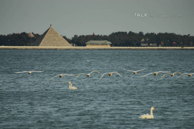 无人,横图,室外,白天,正面,旅游,度假,湖,湖泊,美景,沙滩,树林,水,植物,鸟,野生动物,天鹅,中国,亚洲,许多,伸展,张开,展翅,阴影,飞溅,溅,光线,翅膀,鸟类,沙子,液体,影子,房屋,屋子,河岸,河滩,湖面,景观,水滴,水流,水面,沙地,娱乐,山东,水珠,树,树木,蓝色,绿色,蓝天,天空,阳光,自然,动物,湖水,天,享受,休闲,景色,放松,可爱,生长,晴朗,成长,游动,波光粼粼,喷洒,自然风光,东亚,张开翅膀,山东省,威海,万里无云,中华人民共和国,华东地区,鲁,威海市,展开翅膀,晴空,晴空万里,鹄,彩图,全身,房子,荣成,荣成市,shzyn1