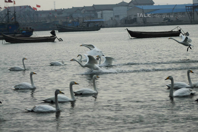 无人,家,横图,室外,白天,正面,旅游,度假,湖,湖泊,美景,沙滩,树林,水,植物,路灯,船,鸟,野生动物,天鹅,照明,中国,亚洲,许多,阴影,光线,鸟类,沙子,影子,房屋,屋子,河岸,河滩,湖面,景观,水流,水面,乡村,灯光,木船,沙地,娱乐,山东,楼房,住宅,灯,树,树木,排列,蓝色,绿色,倒影,蓝天,天空,阳光,自然,动物,村庄,交通工具,湖水,天,享受,休闲,景色,放松,可爱,生长,晴朗,成长,村落,照亮,游动,波光粼粼,倒映,舟,照明设备,队列,停泊,自然风光,载具,三艘,东亚,山东省,威海,万里无云,中华人民共和国,华东地区,鲁,威海市,反照,村子,晴空,晴空万里,鹄,彩图,全身,房子,荣成,荣成市,shzyn1