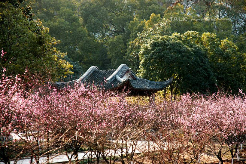 无人,横图,室外,白天,正面,旅游,度假,草地,草坪,美景,树林,植物,中国,亚洲,阴影,盛开,光线,影子,亭子,景观,梅花,花蕾,娱乐,浙江,草,花,花瓣,花朵,鲜花,树,树木,浙江省,绿色,阳光,自然,花苞,花蕊,享受,休闲,景色,放松,生长,成长,杭州,高雅,坚强,自然风光,东亚,杭州市,中华人民共和国,华东地区,省会,超山,浙,春梅,梅,彩图,超山风景区,塘栖,塘栖镇,余杭区,shzyn1