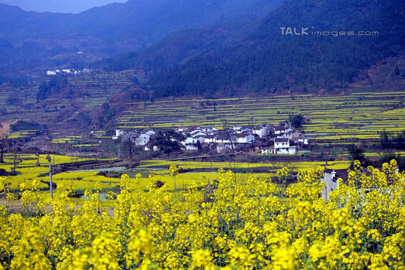 无人,家,横图,俯视,室外,白天,旅游,度假,花海,花圃,美景,山,山脉,植物,叶子,中国,亚洲,许多,阴影,盛开,光线,影子,房屋,屋子,景观,山峰,山峦,花蕾,娱乐,江苏,苏州,民居,住宅,花,花瓣,花朵,花卉,鲜花,树,树木,古镇,黄色,绿色,阳光,自然,花丛,花束,花田,群山,花苞,花蕊,油菜花,享受,休闲,景色,放松,水乡,生长,成长,自然风光,东亚,江苏省,苏州市,中华人民共和国,华东地区,苏,甪直,甪直古镇,桥都,神州水乡第一镇,彩图,高角度拍摄,房子,yzdzj1