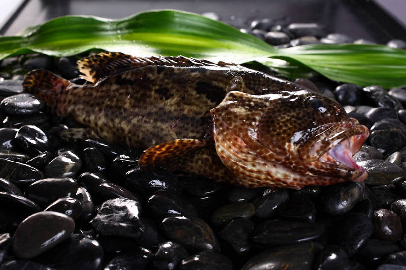 海鲜,无人,横图,俯视,室内,特写,白天,石头,水,植物,叶子,一堆,一条,许多,阴影,堆叠,堆积,反射,鱼,石子,纹理,液体,影子,水滴,绿叶,很多,水产,鱼类,海洋生物,绿色,黑色,张嘴,嫩叶,鹅卵石,堆,石斑,石斑鱼,水生动物,海产品,水生物,张大嘴巴,按摩石,海底动物,肌理,过鱼,海鸡鱼,红季鱼,会鱼,季鱼,鲙鱼,叶,叶片,叶脉,石块,张开嘴,彩图,高角度拍摄,全身,shjb1,赤点石斑鱼