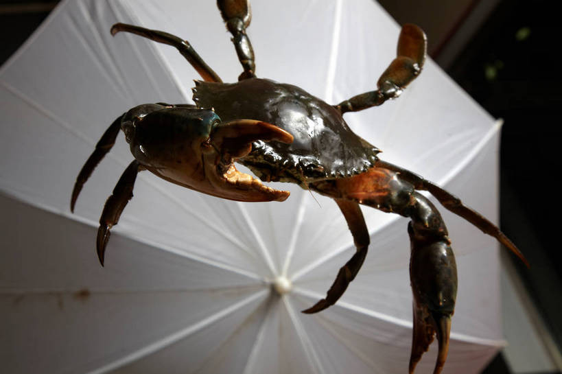 蟹,无人,横图,俯视,室内,特写,白天,螃蟹,工具,伞,设备,一个,一只,白色,单个,遮光伞,摄影器材,甲壳动物,半身,彩图,高角度拍摄,shjb1,反光伞
