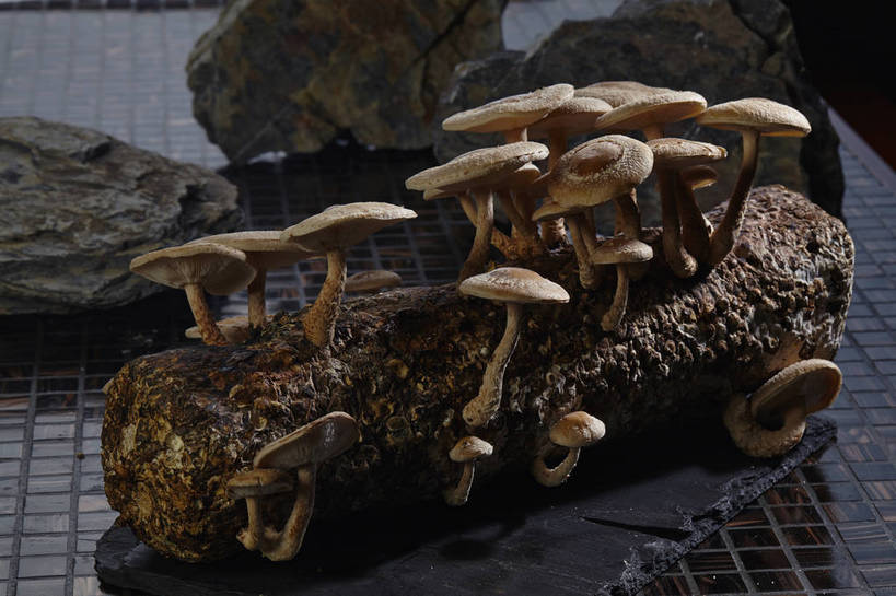 无人,横图,俯视,室内,特写,白天,石头,蔬菜,许多,阴影,朦胧,模糊,新鲜,反射,石子,影子,菌菇,食品,棕色,树桩,很多,菌类,树,树干,食物,木桩,食用菌,有机食品,绿色食品,真菌,石块,岩石,彩图,高角度拍摄,shjb1