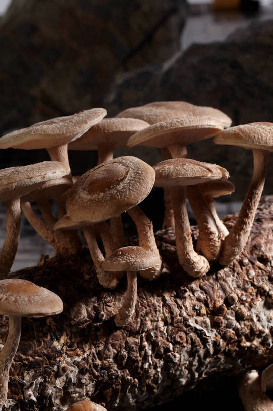 无人,竖图,俯视,室内,特写,白天,石头,蔬菜,许多,阴影,朦胧,模糊,新鲜,反射,石子,影子,菌菇,食品,棕色,树桩,很多,菌类,树,树干,食物,木桩,食用菌,有机食品,绿色食品,真菌,石块,岩石,彩图,高角度拍摄,shjb1