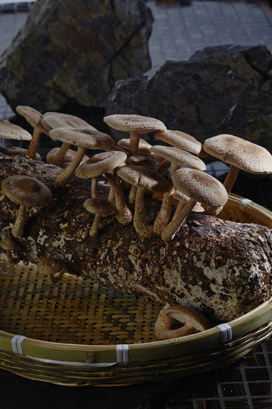 无人,竖图,俯视,室内,特写,白天,石头,蔬菜,许多,阴影,朦胧,模糊,新鲜,反射,石子,影子,菌菇,食品,棕色,树桩,很多,菌类,竹扁,树,树干,食物,一个,木桩,食用菌,有机食品,绿色食品,竹编,单个,真菌,石块,岩石,彩图,高角度拍摄,shjb1